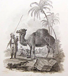 Title: "Arabian Camel“ patterns, Artist: Ibbetson, Julius, Engraver / Plate Maker: Tookey, James, Print Date: 1805, Bibliography Citations: Church 1805